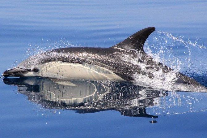 Safari & Boat Tour - Mountains & Dolphins - Why this Albufeira tour works so well