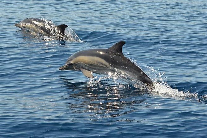 Safari & Boat Tour - Mountains & Dolphins - Lunch and the changeover at Albufeira Marina