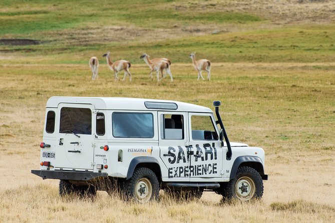 SAFARI EXPERIENCE - WILDLIFE & STEPPE - Leaving El Calafate for the open steppe
