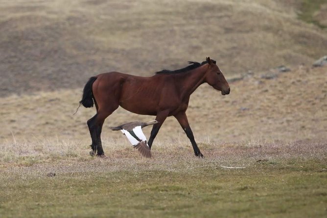SAFARI EXPERIENCE - WILDLIFE & STEPPE - A Tehuelche chenque and the weight of place