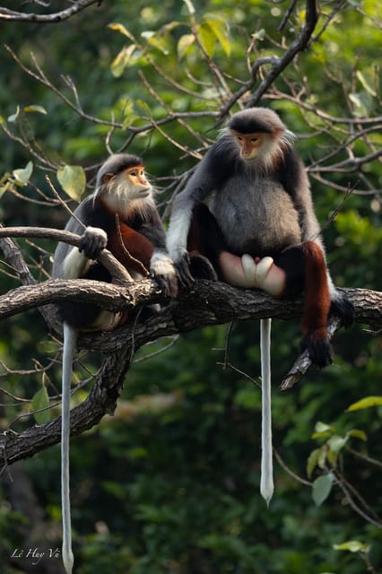 Safari - Finding the most endangered monkey in the World - Why Son Tra’s rare monkey deserves your time