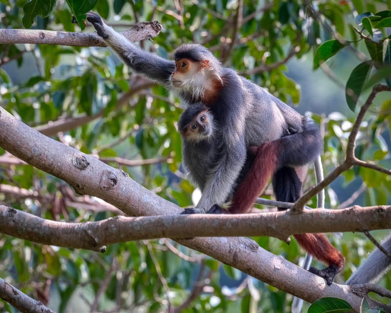 Safari - Finding the most endangered monkey in the World - Binoculars, snacks, and the view beyond the monkeys