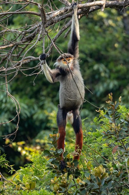 Safari - Finding the most endangered monkey in the World - Riding into Son Tra by motorbike