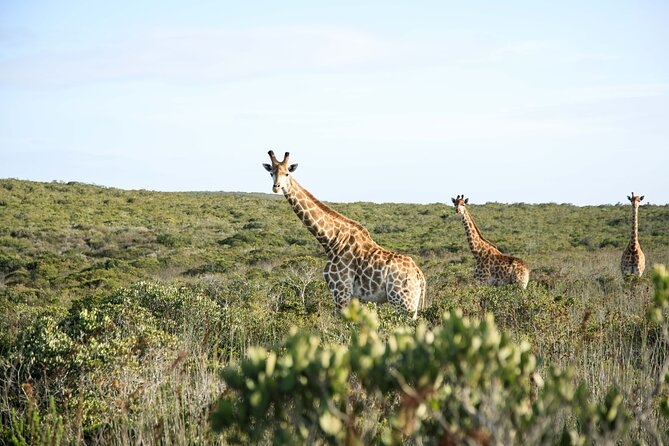 Safari Game Drive - Yzerfontein - Key things to know before you go