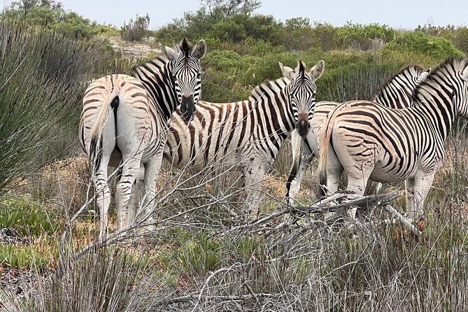 Safari Game Drive - Yzerfontein - Why this Yzerfontein safari feels different