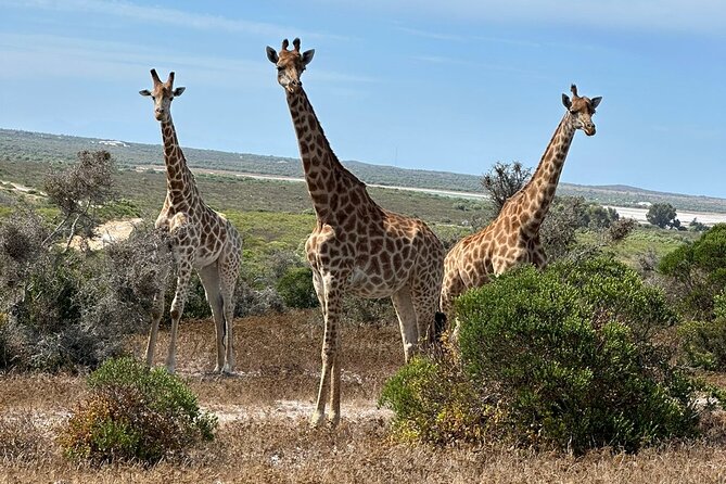 Safari Game Drive - Yzerfontein - The first sightings inside West Coast Private Game Reserve