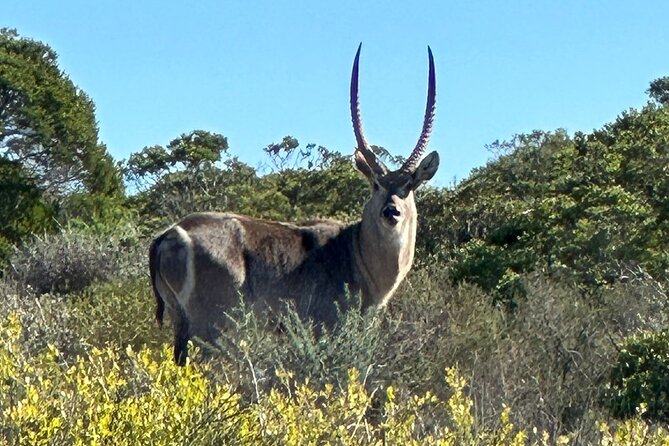 Safari Game Drive - Yzerfontein - Guide Andre and the human side of the safari