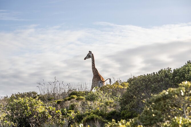 Safari Game Drive - Yzerfontein - The salt-pan tea break
