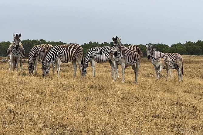 Safari Game Drive - Yzerfontein - What the wildlife odds really mean