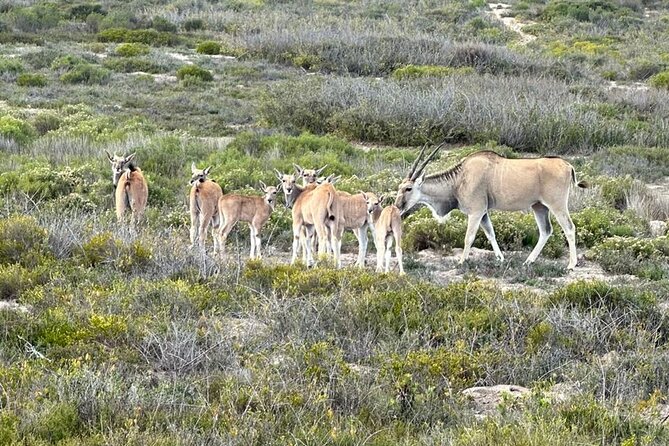 Safari Game Drive - Yzerfontein - Family appeal and comfort