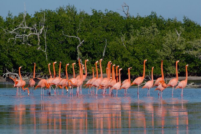 Safari in Rio Lagartos, Coloradas and Mayan Bath - Lunch and what is included