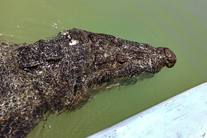 Safari in Rio Lagartos, Coloradas and Mayan Bath - A Río Lagartos boat ride through mangroves