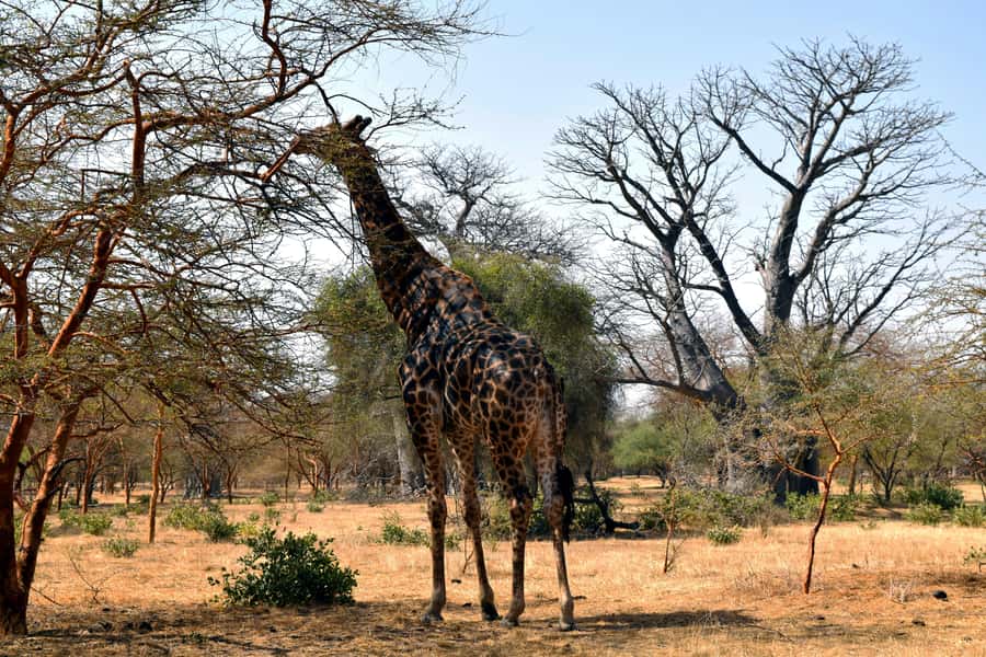 Safari in the Bandia reserve and boat trip on the Somone lagoon - Key points to know before you book