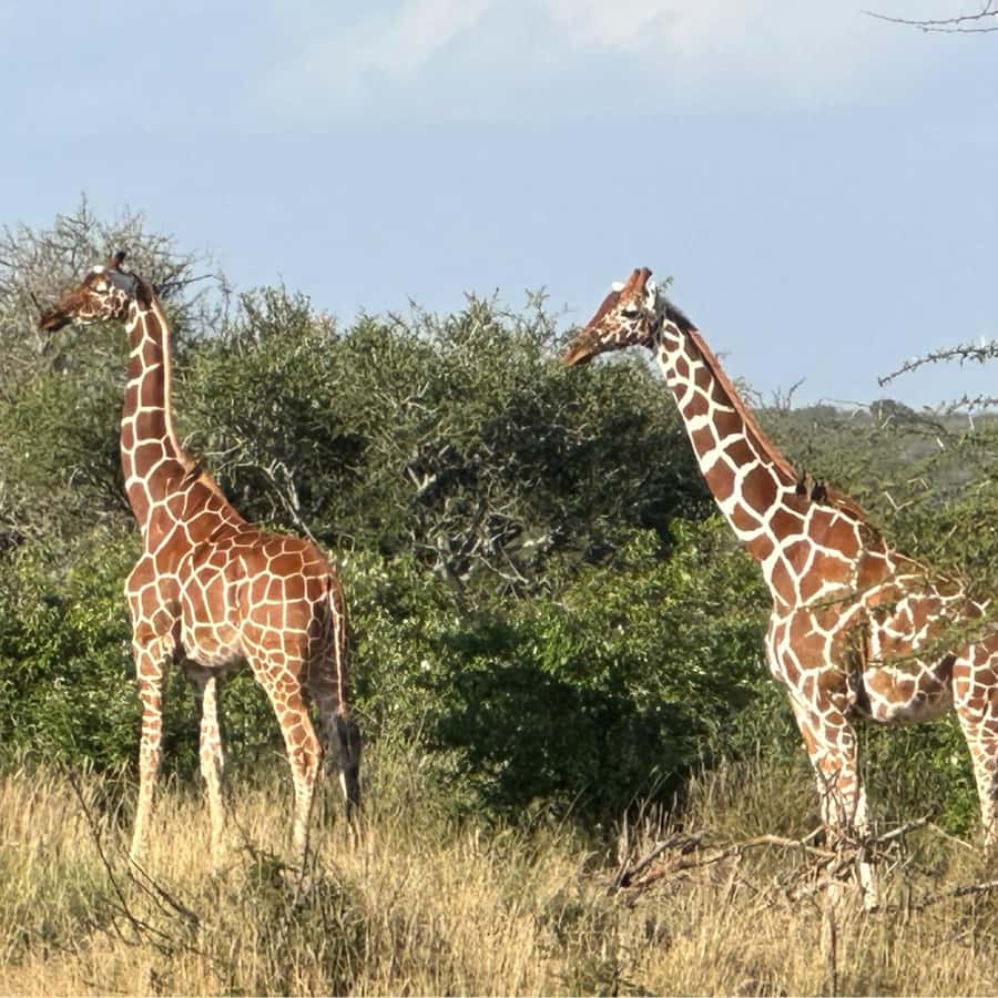 Safari in the Bandia reserve and boat trip on the Somone lagoon - Why this Dakar day trip works so well