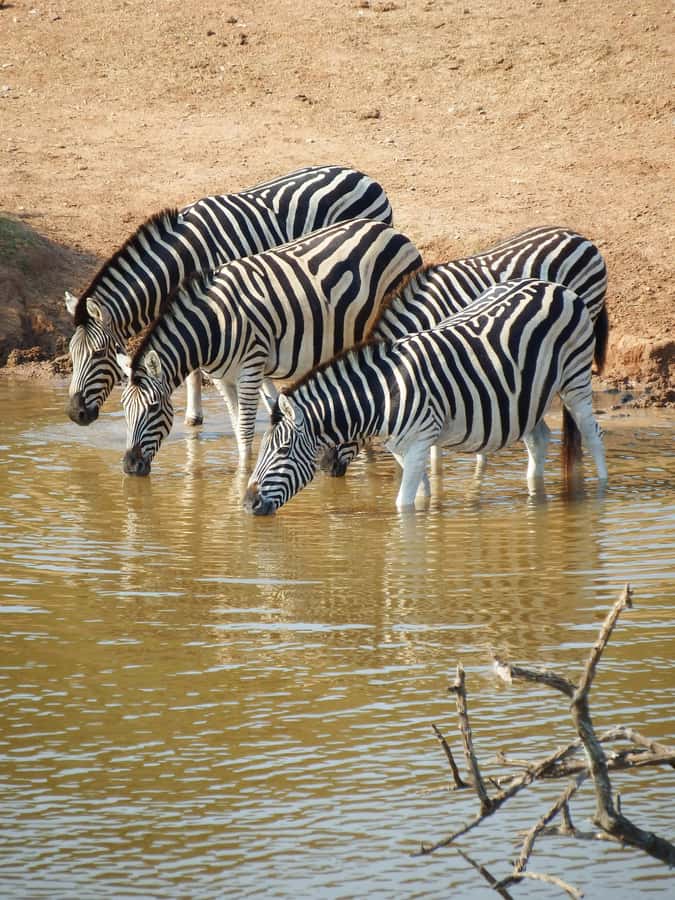 Safari in the Bandia reserve and boat trip on the Somone lagoon - Lunch at Le Rasta comes at the right moment