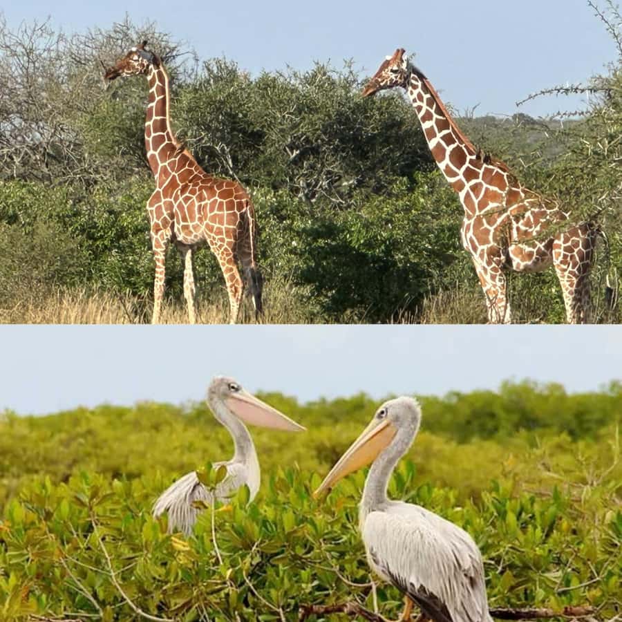 Safari in the Bandia reserve and boat trip on the Somone lagoon - Who should book this experience?