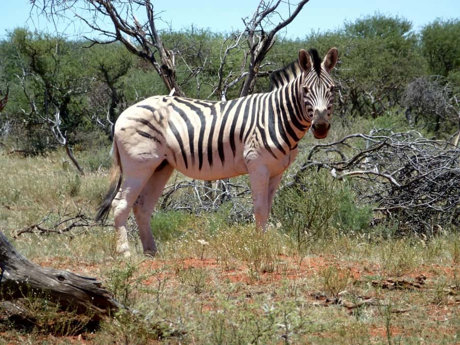 Safari in the Bandia reserve and boat trip on the Somone lagoon - Should you book Bandia and Somone?