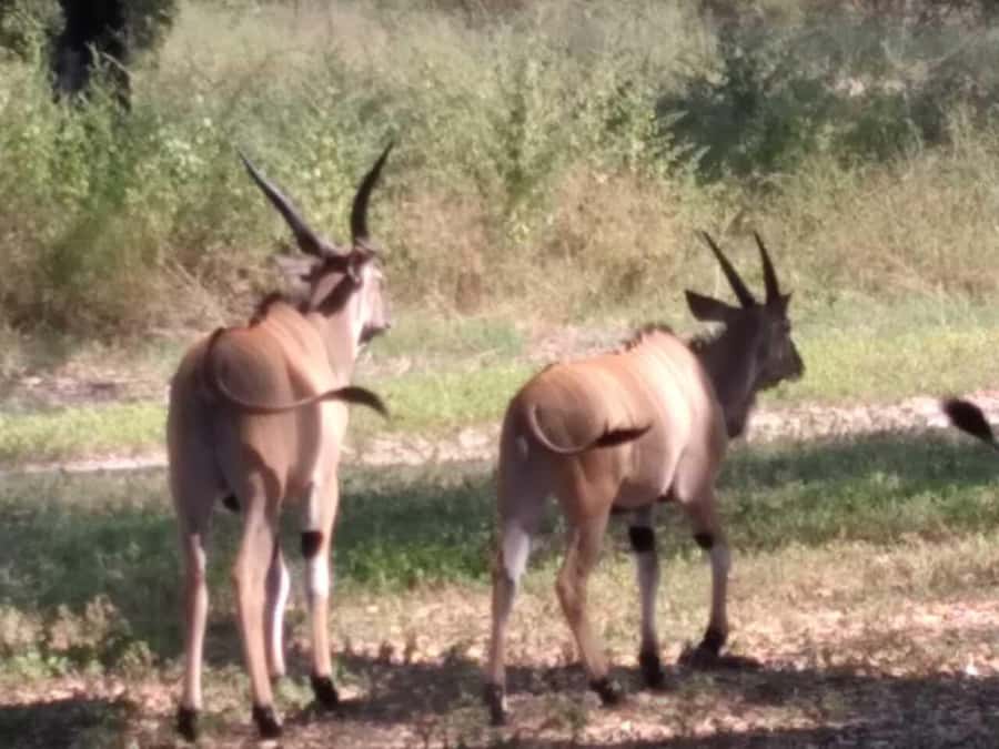 Safari in the Bandia reserve and boat trip on the Somone lagoon - FAQ
