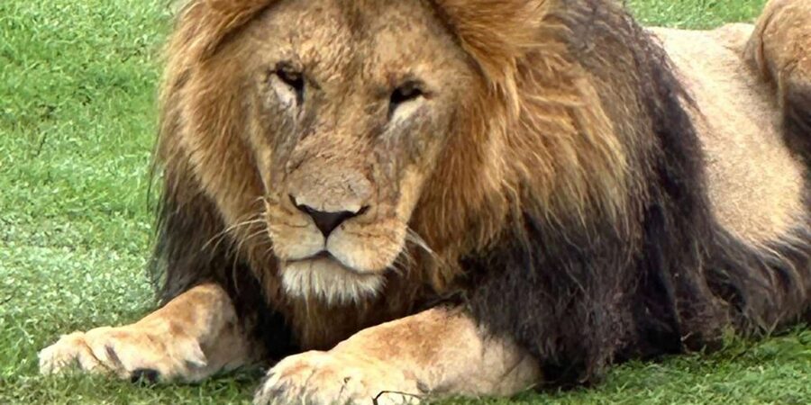 Safari into Schotia Half Day Tour - Guides who add meaning to the drive
