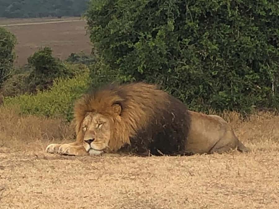 Safari into Schotia Half Day Tour - The reserve’s animals beyond the Big Five