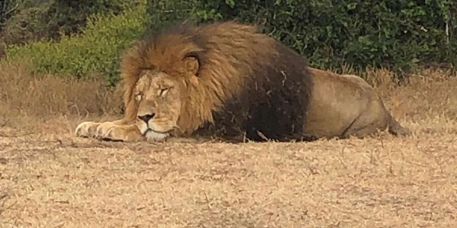 Safari into Schotia Half Day Tour - Practical details that affect your day