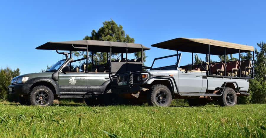 Safari into Schotia Half Day Tour - Starting with the open-vehicle ride