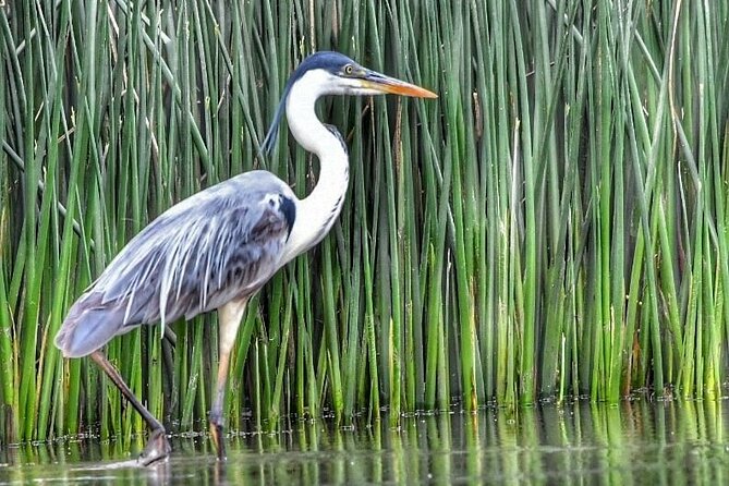 Safari náutico en tigre - Guides who make the private format worthwhile