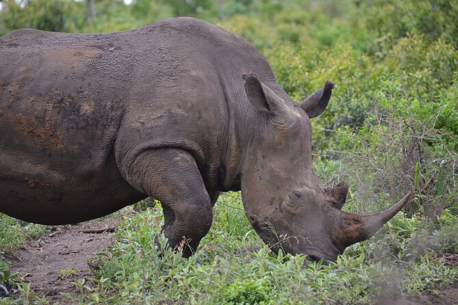 Safari & PheZulu Village Day Tour from Durban - Why this Durban day tour works