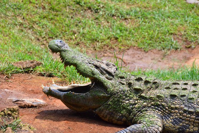 Safari & PheZulu Village Day Tour from Durban - What the day feels like in practical terms
