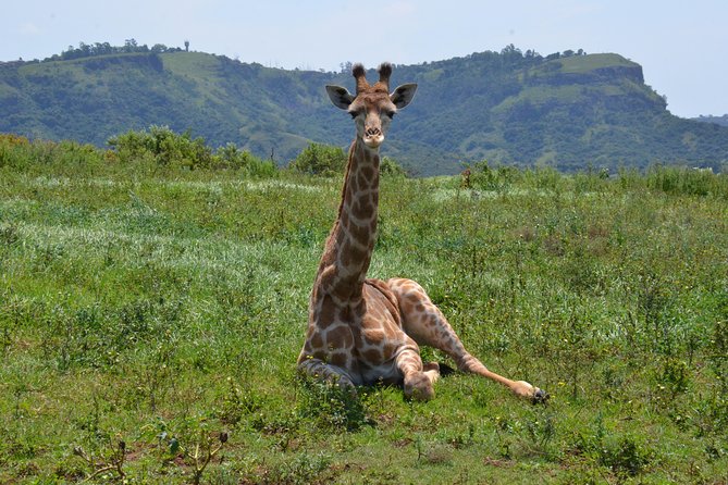 Safari & PheZulu Village Day Tour from Durban - Natal Lion Park, where the day gets exciting fast