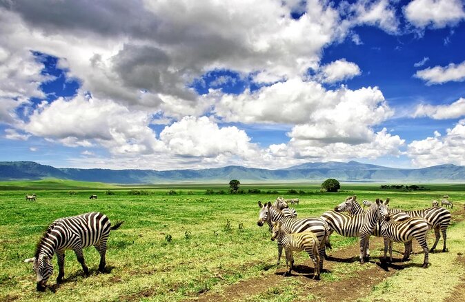 Safari Serengeti And Ngorongoro - Key points to know before booking