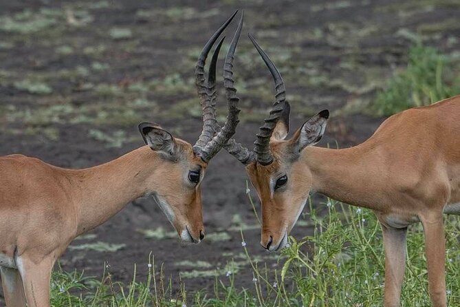 Safari Serengeti And Ngorongoro - Day one: airport pickup and a night in Karatu