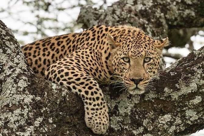 Safari Serengeti And Ngorongoro - Private touring, guides, and the daily rhythm