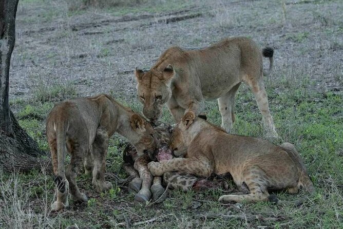 Safari Serengeti And Ngorongoro - Who will get the most from this safari