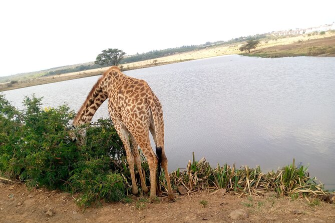 Safari Tour; Nairobi National Park - Nairobi National Park, safari country beside the capital