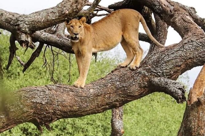 Safari Tour; Nairobi National Park - Four to five hours among rhinos, lions, and plains wildlife
