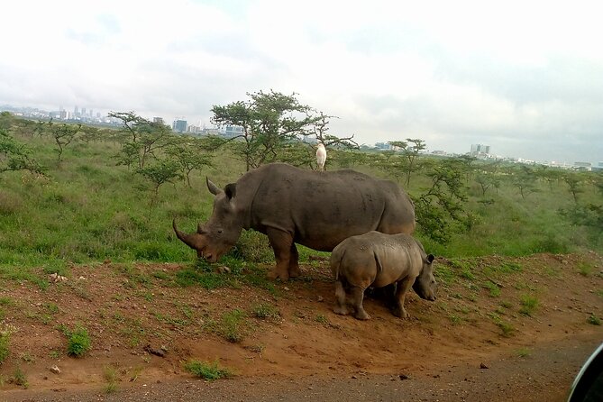 Safari Tour; Nairobi National Park - The city skyline is part of the view
