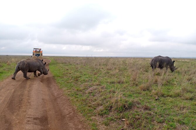 Safari Tour; Nairobi National Park - What the $43.50 price really covers