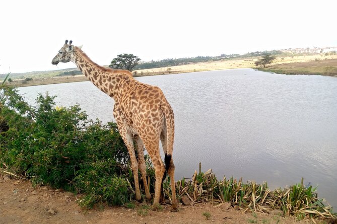 Safari Tour; Nairobi National Park - The airport option for a long layover
