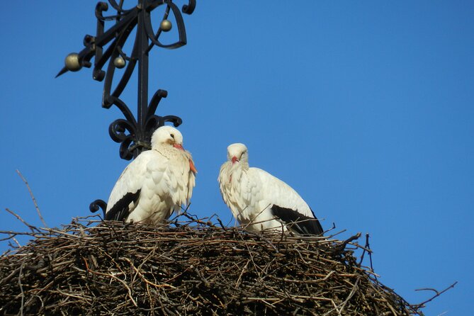 Safari-Tour Villages and vineyard, 1/2 day afternoon - Eguisheim: a short walk through a circular village