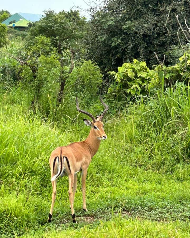 SAFARI WILDLIFE 3 DAYS 2 NIGHT FROM ZANZIBAR TO MIKUMI - Key points to know before booking