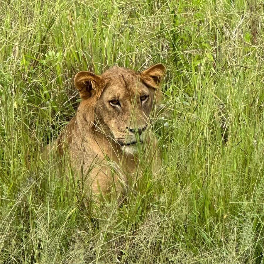 SAFARI WILDLIFE 3 DAYS 2 NIGHT FROM ZANZIBAR TO MIKUMI - Why Mikumi works well from Zanzibar