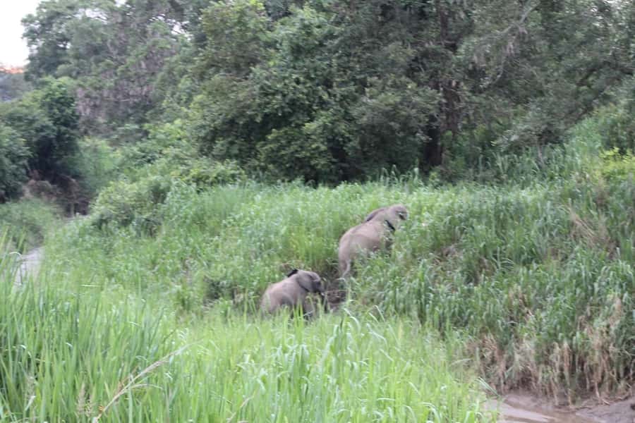 SAFARI WILDLIFE 3 DAYS 2 NIGHT FROM ZANZIBAR TO MIKUMI - What the transport says about the experience