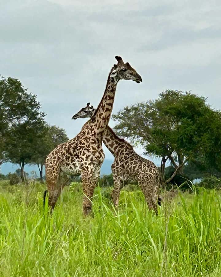 SAFARI WILDLIFE 3 DAYS 2 NIGHT FROM ZANZIBAR TO MIKUMI - Accommodation, meals, and comfort