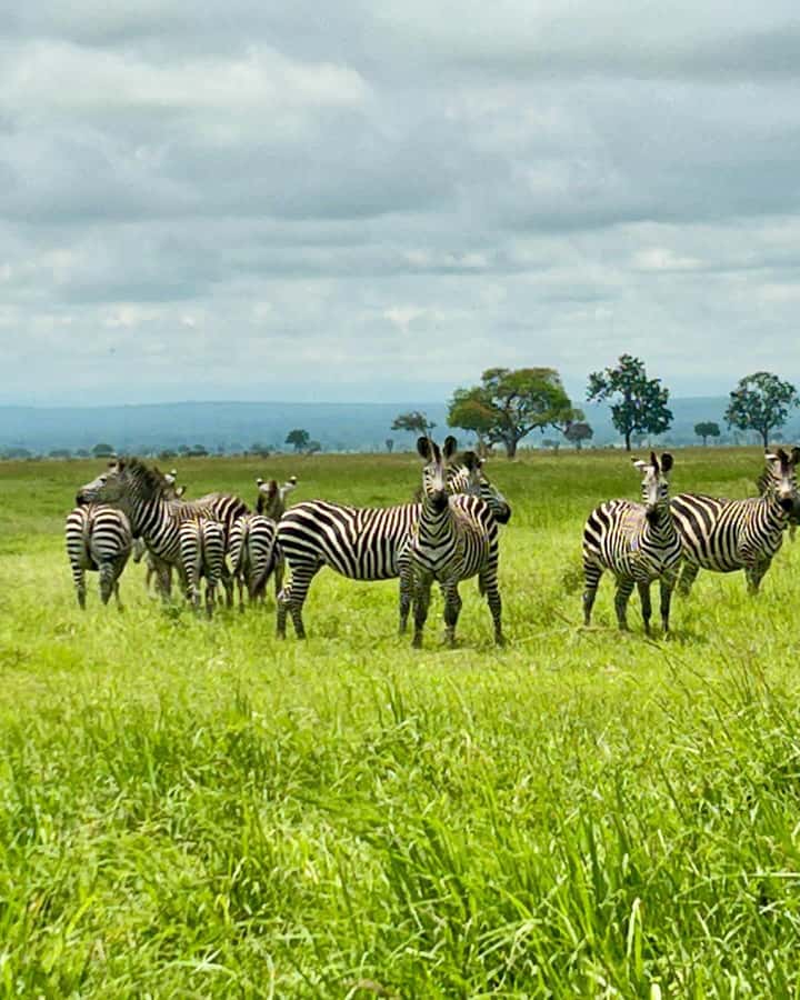 SAFARI WILDLIFE 3 DAYS 2 NIGHT FROM ZANZIBAR TO MIKUMI - Is $760 fair for this safari?