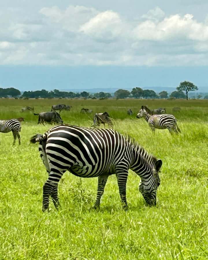 SAFARI WILDLIFE 3 DAYS 2 NIGHT FROM ZANZIBAR TO MIKUMI - Who will enjoy this three-day safari?