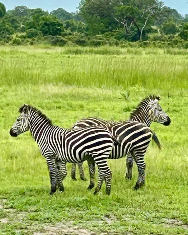 SAFARI WILDLIFE 3 DAYS 2 NIGHT FROM ZANZIBAR TO MIKUMI - Should you book the Mikumi trip from Zanzibar?