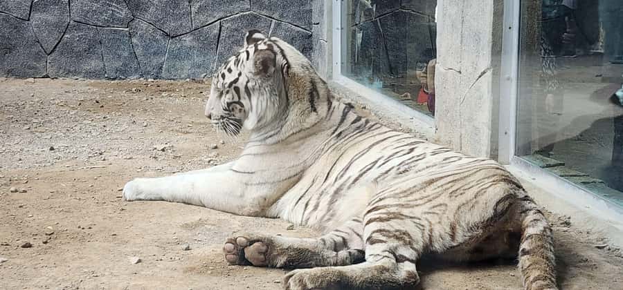 Safari World Zoo and Wahiba Sands with Sunset - Dinner at Sama al Wasil Camp or a similar desert camp
