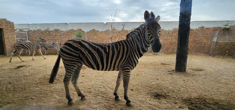 Safari World Zoo and Wahiba Sands with Sunset - The return drive to Muscat