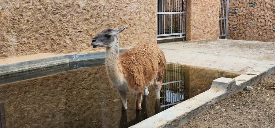 Safari World Zoo and Wahiba Sands with Sunset - Who will enjoy this desert day most